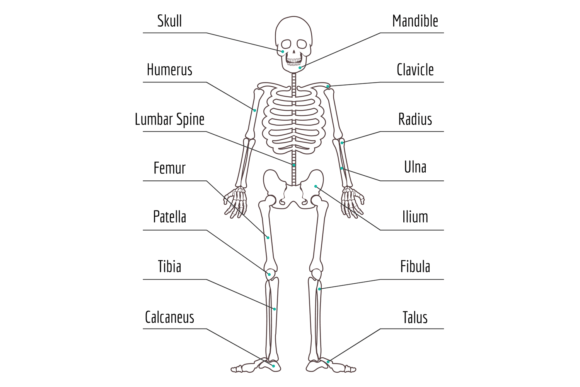 Human Bone Structure. Skeleton Anatomy M